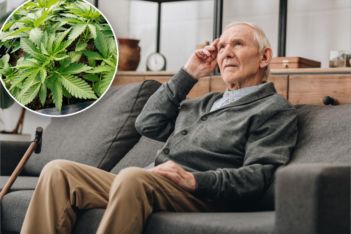 Unexpected Breakthrough: Cannabis Shows Promising Results for Dementia