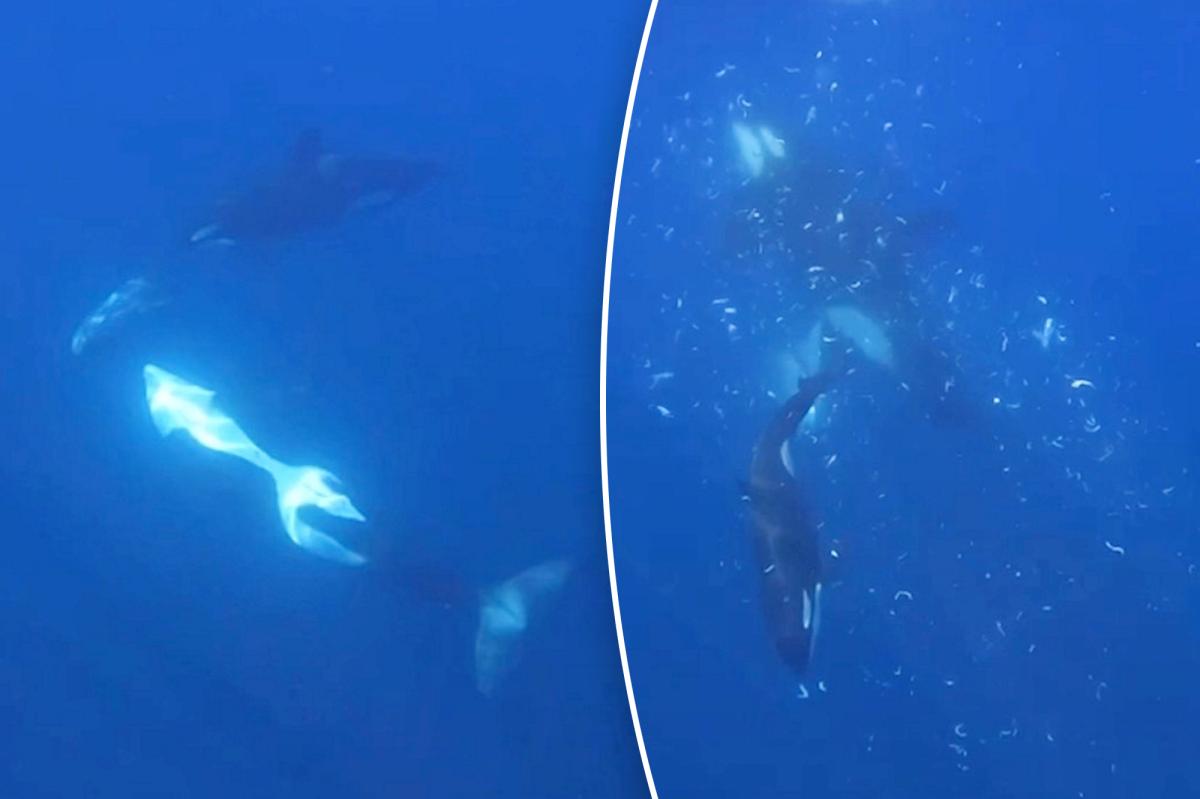 Orcas Unleash Unseen Fury on Giant Sunfish, Caught on Camera