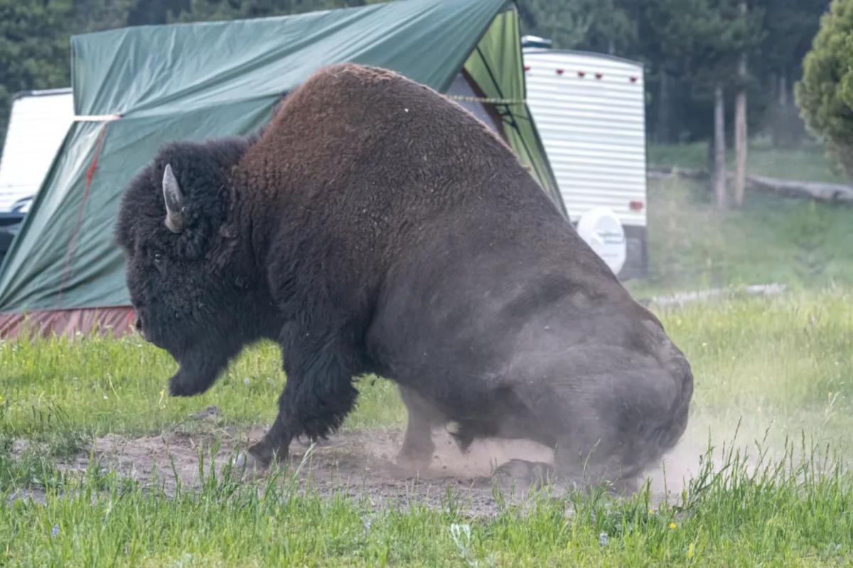 Bison Rampage at Yellowstone: Tourist Sent Flying in Terrifying Encounter