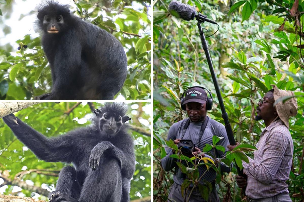 New Monkey Species Discovered: What's Hiding in the Congo Jungle?
