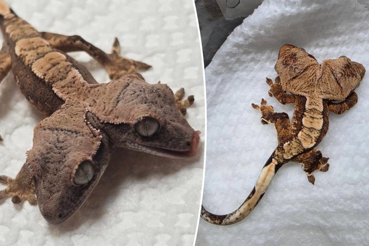 Two-Headed Gecko's Miraculous Journey: How Simon and Garfunkel Beat the Odds