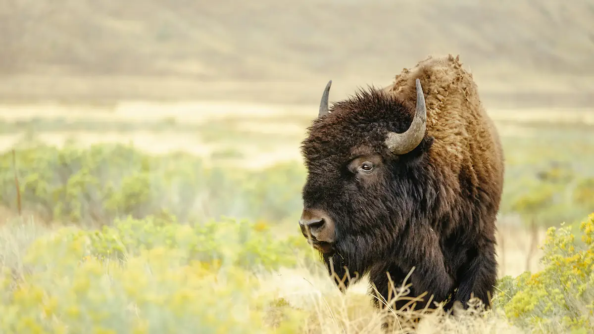 Yellowstone Chaos: Tourist Tossed by Charging Bison