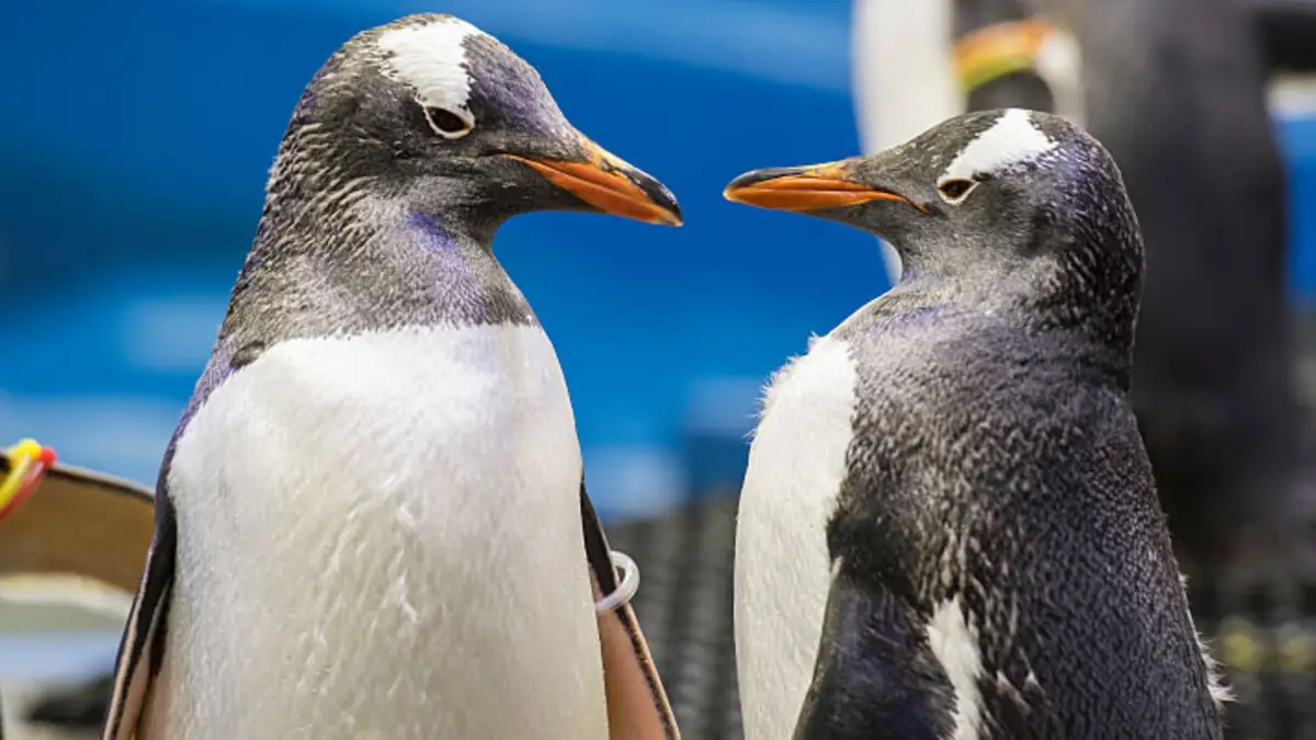BBC Crew's Bold Move: The Daring Decision That Saved Penguin Lives