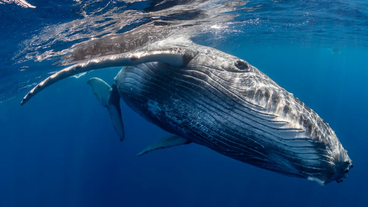 Survivor of Whale Swallowing Reveals a More Terrifying Nightmare