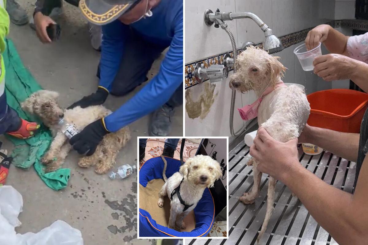 Miracle Rescue: Dog Survives 29 Days Trapped Beneath Earthquake Ruins