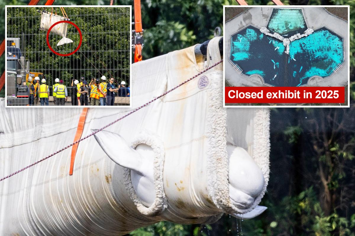 Beluga Whales' Daring Escape: What Happens Next?