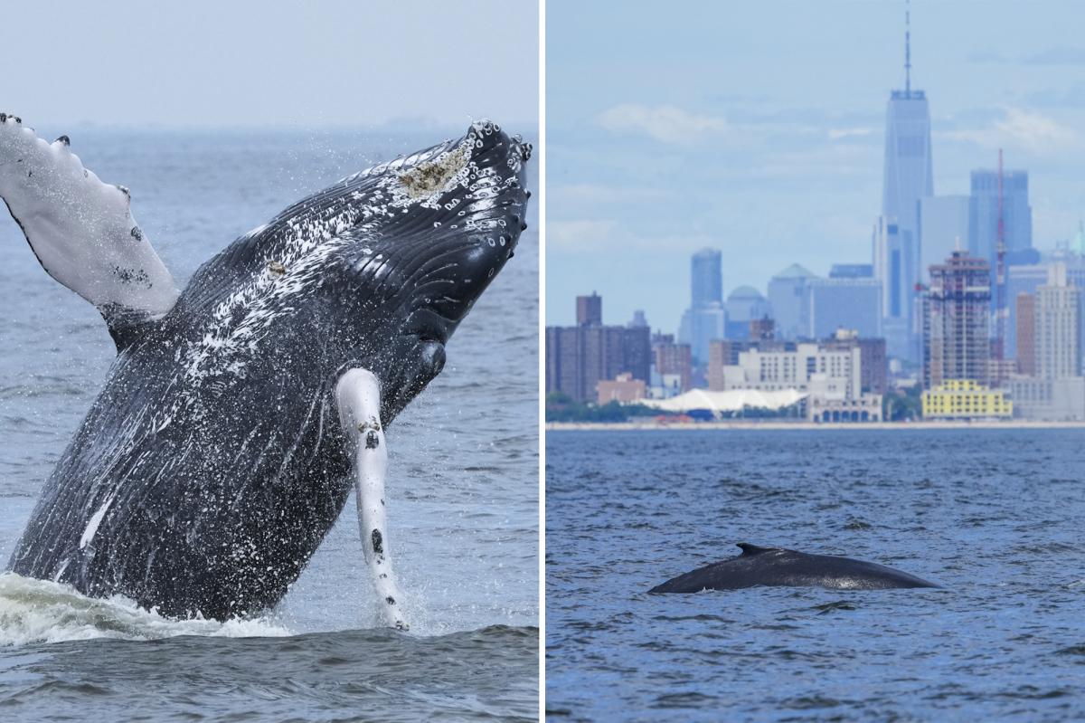 Coney Island's Stunning Surprise: The 500th Humpback Whale Emerges!